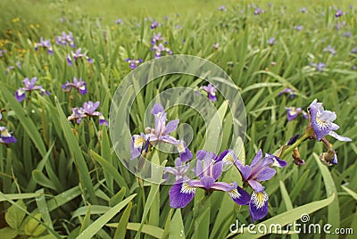 Wild iris in a meadow Stock Photo