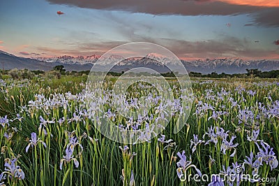 Wild Iris Meadow Stock Photo