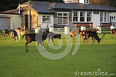 Wild Irish brown deer Stock Photo