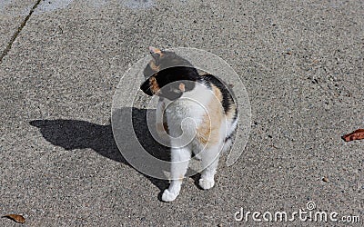 Wild Irish cat, coat color white, black and red. Stock Photo