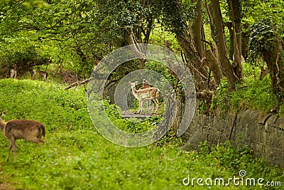 Wild Irish fauna, a herd of wild deer which roam and graze in Phoenix Park, Dublin, Ireland Stock Photo