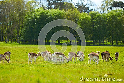 Wild Irish fauna, a herd of wild deer which roam and graze in Phoenix Park, Dublin, Ireland Stock Photo