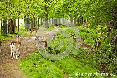 Wild Irish fauna, a herd of wild deer which roam and graze in Phoenix Park, Dublin, Ireland Stock Photo