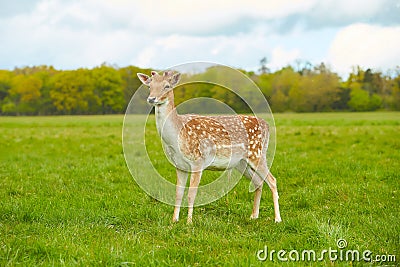 Wild Irish fauna, a herd of wild deer which roam and graze in Phoenix Park, Dublin, Ireland Stock Photo