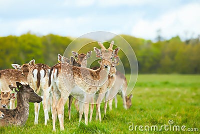 Wild Irish fauna, a herd of wild deer which roam and graze in Phoenix Park, Dublin, Ireland Stock Photo