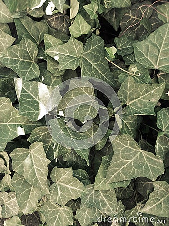 Wild ivy plant, many green vines with leaves. Stock Photo