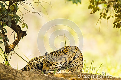 Wild Jaguar Asleep in Shade Stock Photo