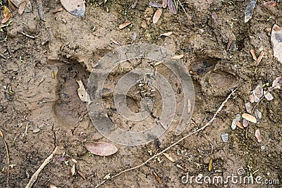 Top view of Jaguar pawprint over mud in Pantanal, Brazil Stock Photo