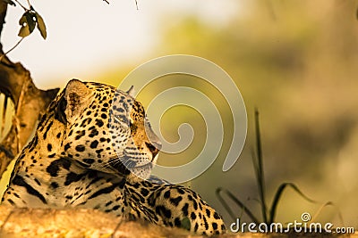 Wild Jaguar Resting Profile Closeup Stock Photo