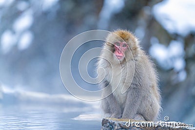 Wild Japanese macaque Macaca fuscata or Snow Monkey Stock Photo