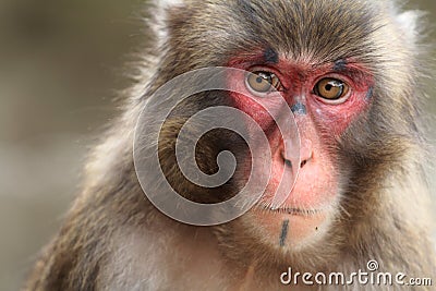 Wild Japanese monkey in Beppu, Japan Stock Photo