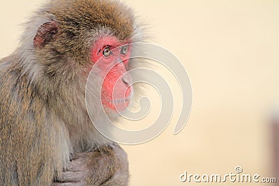 Wild Japanese monkey in Beppu, Japan Stock Photo