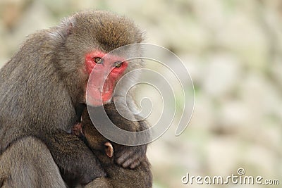 Wild Japanese monkeys hugging each other in Beppu, Oita Stock Photo