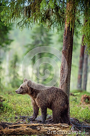 Wild Juvenile Brown bear in the forest. Stock Photo