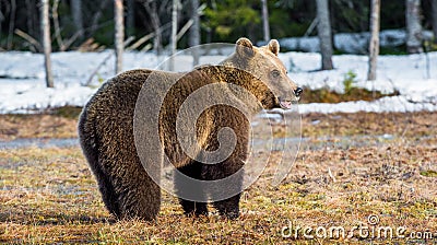 Wild Juvenile Brown Bear Ursus arctos Stock Photo