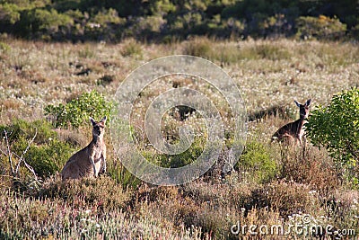 wild kangaroos - cervantes - western australia Stock Photo