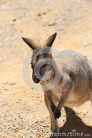 Wild kangaroos on sand background, close up Stock Photo