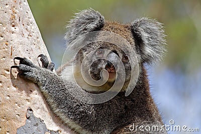 Wild koala, Kangaroo Island, Australia Stock Photo