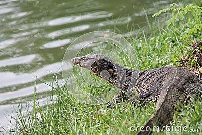 komodo dragon monitor lizard in Thailand Stock Photo