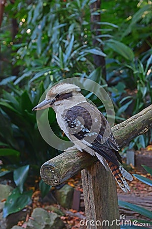 Wild Kookaburra resting at staircase holder in Wendy Secret Garden Stock Photo