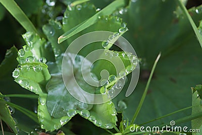 Wild Lady`s mantle with dew drops alchemilla vulgaris, herbaceous, perennial Stock Photo