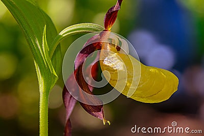 Wild Lady Slipper Orchid, closeup Stock Photo