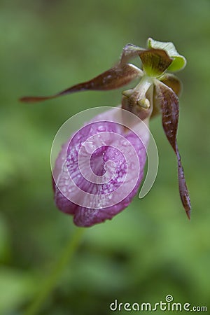 Wild lady slipper Stock Photo