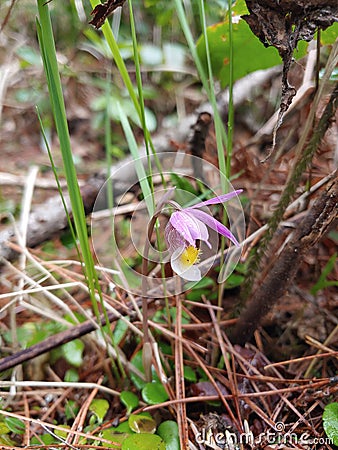 Wild lady slipper weighted down from the rain Stock Photo