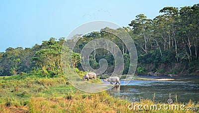 Wild landscape with asian rhinoceroses Stock Photo