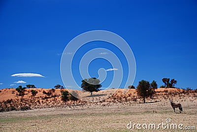 Wild landscape. Kgalagadi Transfrontier Park. Northern Cape, South Africa Stock Photo