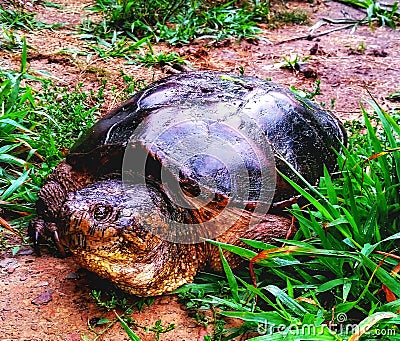 A wild large eastern snapping turtle Stock Photo