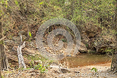 wild large huge male tiger or panthera tigris resting cooling his body in water or pond in natural environment on extremely hot Stock Photo