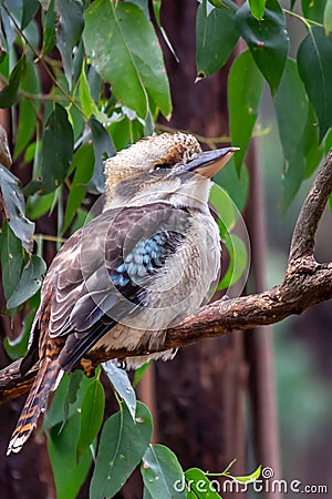 Wild Laughing Kookaburra Portrait, Kallista, Victoria, Australia, March 2019 Stock Photo