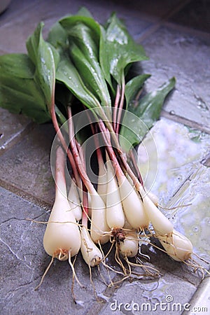 Wild Leeks Stock Photo