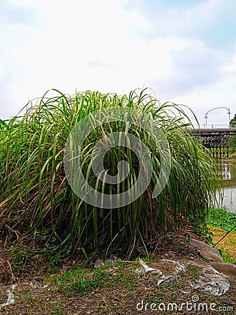Wild lemongrass ( cymbopogon citratus ) plants grow by the lake. Stock Photo