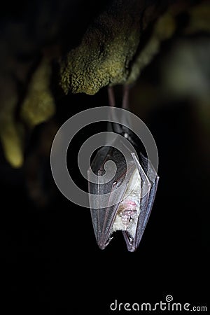 Wild lesser horseshoe bat hanging upside down Stock Photo