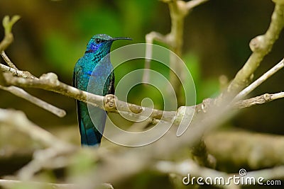 Lesser violetear Stock Photo