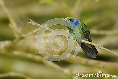 Lesser violetear Stock Photo