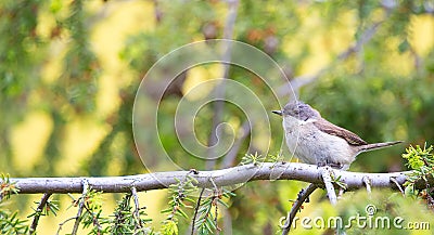 Wild lesser whitethroat or Sylvia curruca perching on a branch of a tree Stock Photo