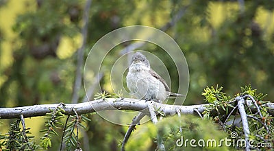 Wild lesser whitethroat or Sylvia curruca perching on a branch of a tree Stock Photo