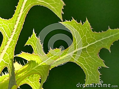 Wild lettuce with leaves in backlite Stock Photo