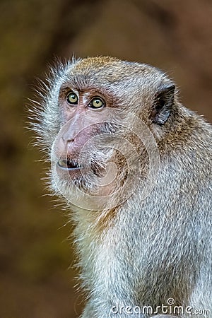 Monkey asking for food, Thailand Stock Photo