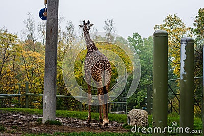 Wild life nature. The giraff walking in zoo. African animal Stock Photo