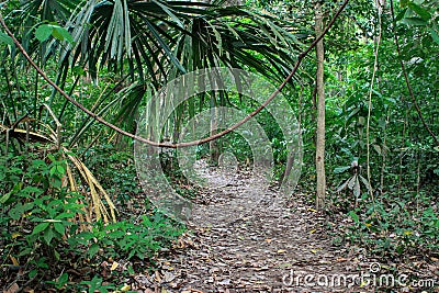 Wild life at tropical green habitat of Tayrona National Park in Colombia Stock Photo