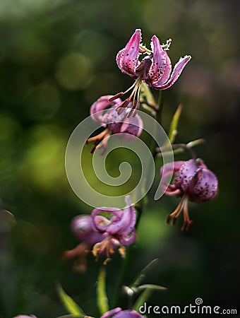 Wild lily flower Stock Photo