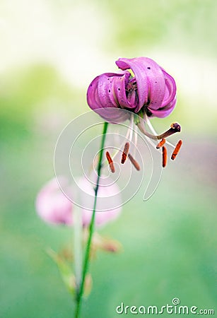 Wild lily flower Stock Photo