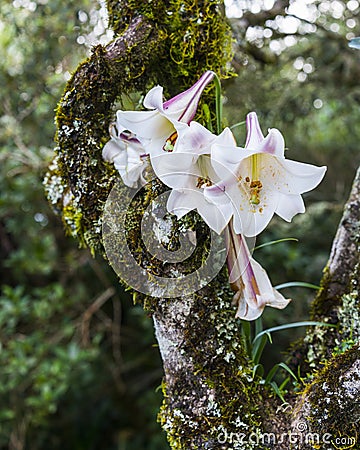 Wild lily flower grow in tree Stock Photo