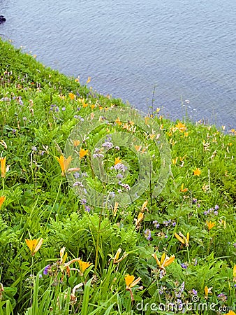 Wild lily flowers Stock Photo