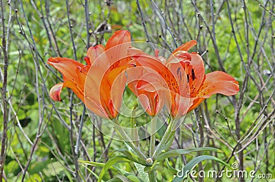 Wild lily (Lilium pensylvanicum) 5 Stock Photo