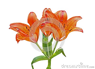 Wild lily (Lilium pensylvanicum) 12 Stock Photo